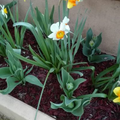 Realizzazione aiuola di bulbi con corteccia colorata marrone e rosso mattone