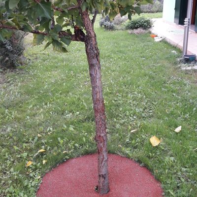 Anello per piante(2)