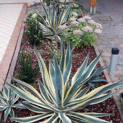 IMG-20181108-WA0008 (1)