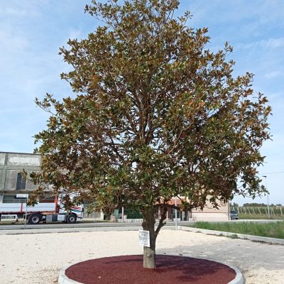 Realizzazione aiuola corteccia a colata