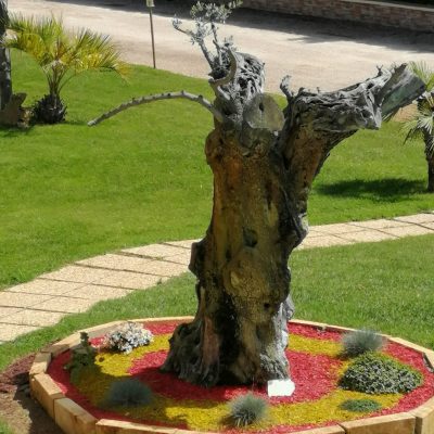 Realizzazione corteccia colorata su olivo centenario