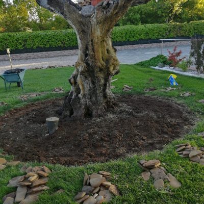 Inizio lavori su pianta olivo centenario