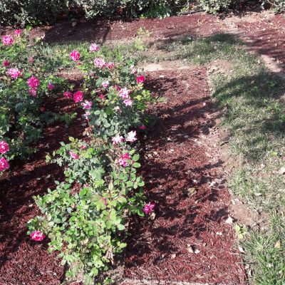 Rotoli di corteccia su roseto