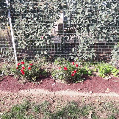 Rotolo di corteccia su roseto