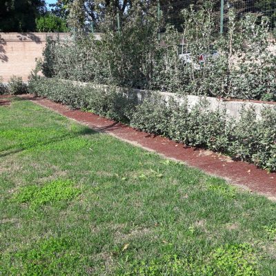 Rotolo di corteccia su siepe