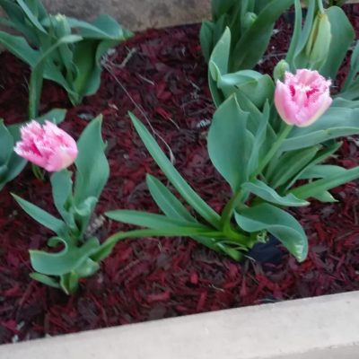 fe971694-279f-419a-a686-66a1da5e644b